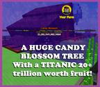 Candy Blossom Tree with Huge 20T+ Fruit