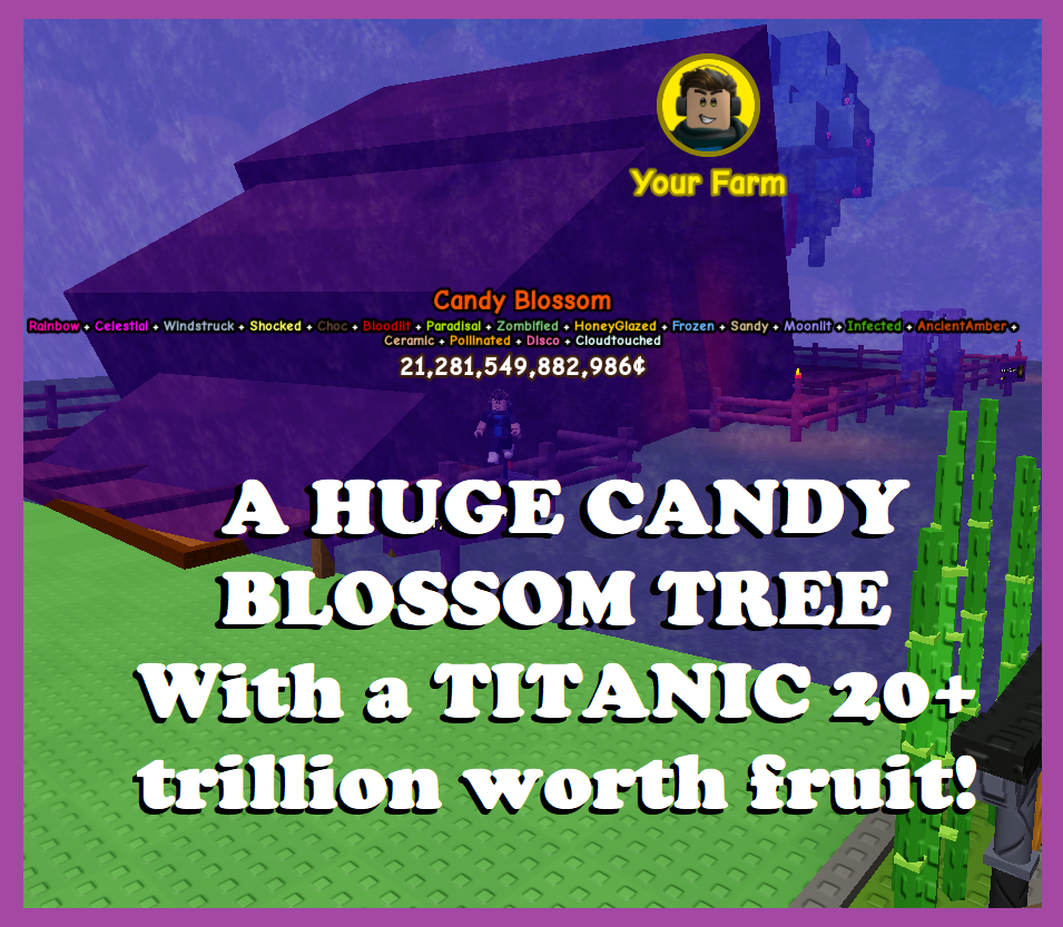 Candy Blossom Tree with Huge 20T+ Fruit